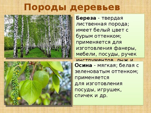 укажите твердые лиственные породы древесины